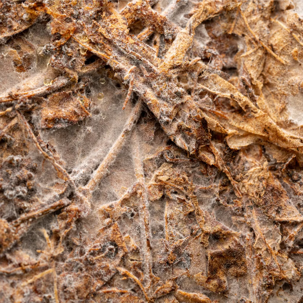 Raíces finas y materia orgánica vistas de cerca